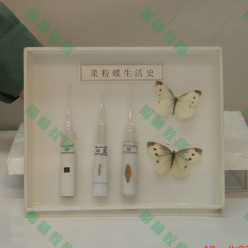 昆虫口器标本
