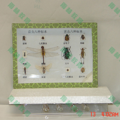 害虫标本