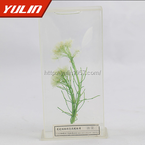 植物保色及植物浸制标本