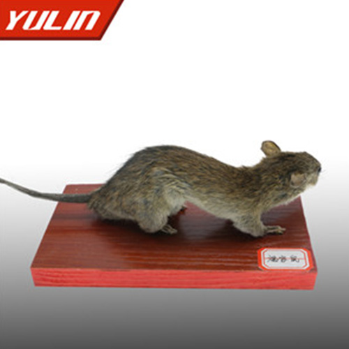 褐家鼠标本