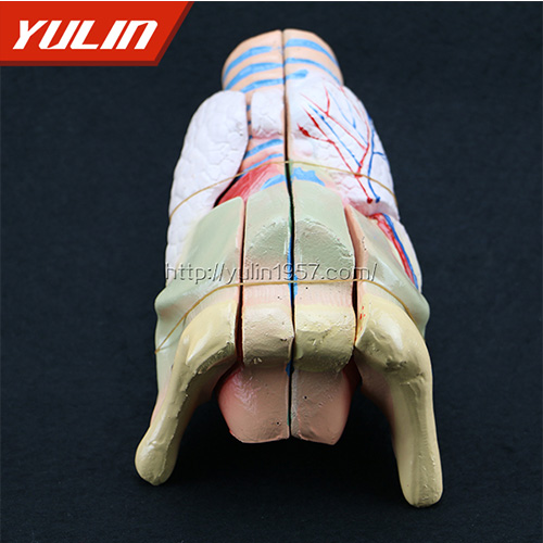 标准全口牙模型