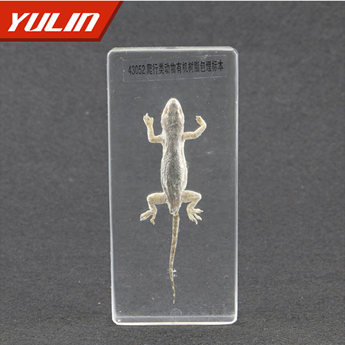 50种爬行类标本