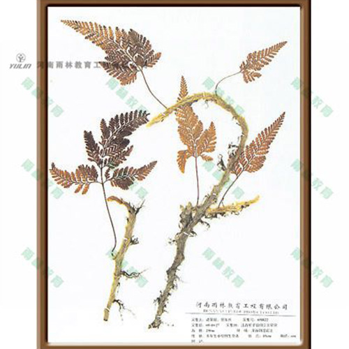 植物学挂图