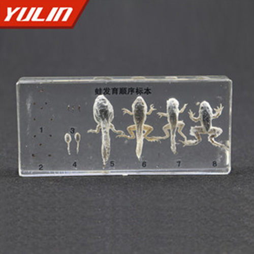 蛙发育顺序包埋标本