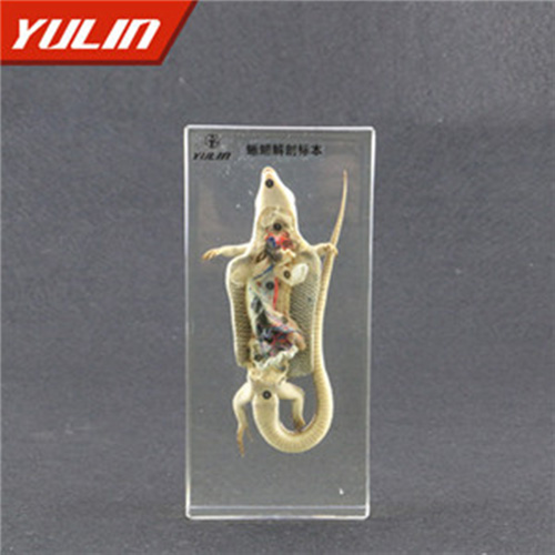 蜥蜴解剖包埋标本