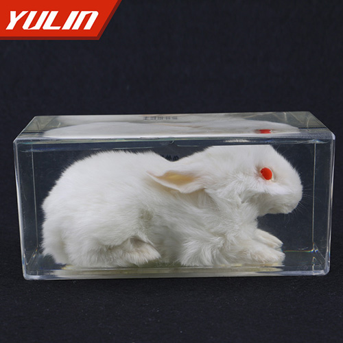 兔外形包埋标本