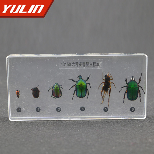 有害昆虫包埋标本