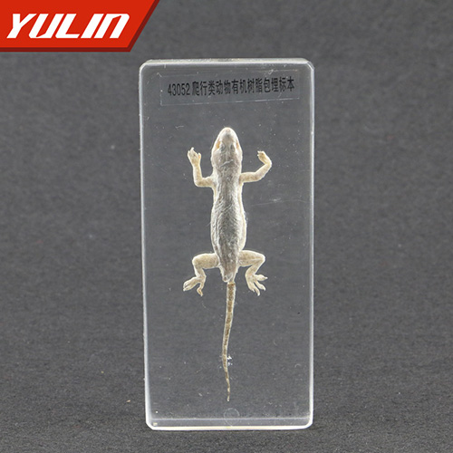 爬行类动物包埋标本