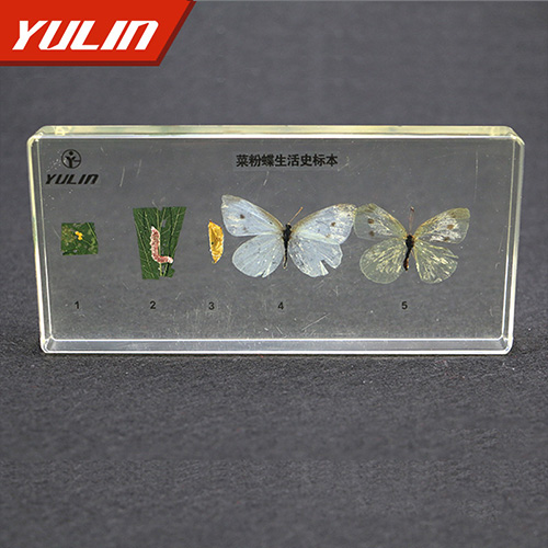 菜粉蝶生活史包埋标本