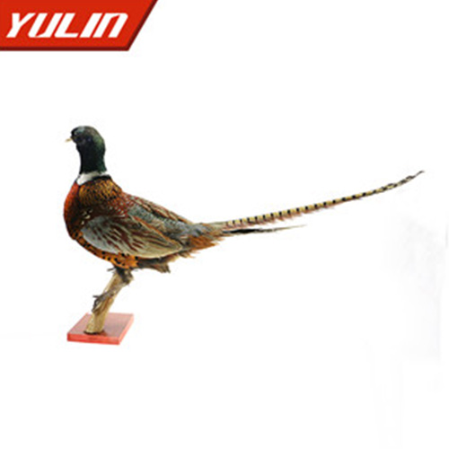 环颈雉雄标本