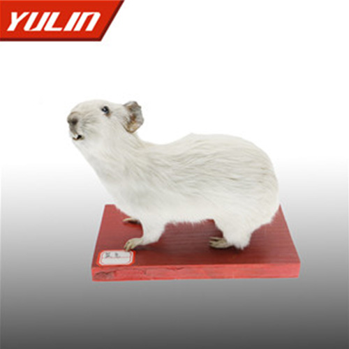 鼠兔标本