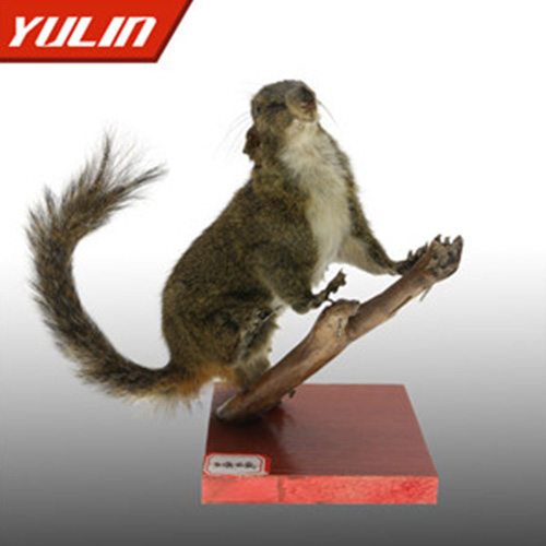 红腹松鼠标本