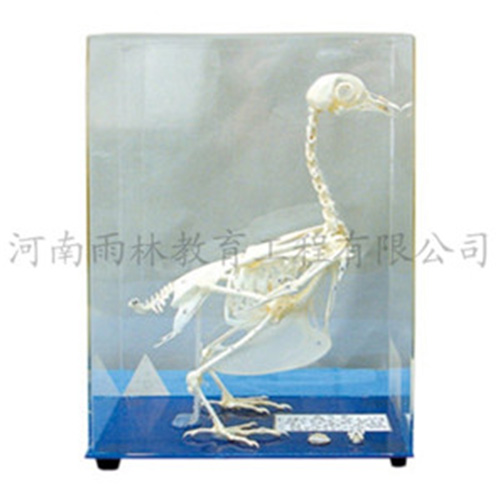 鸽骨骼标本
