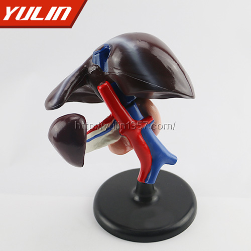 肝、十二指肠、胰脏模型