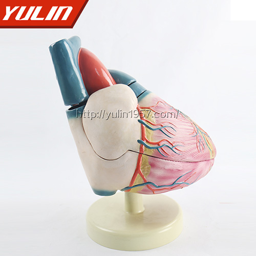 心脏解剖模型