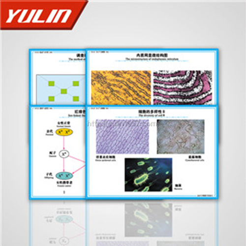 高中教学投影片