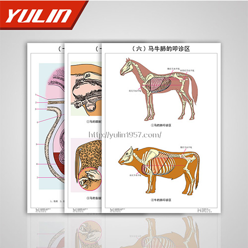 职业教育教学挂图