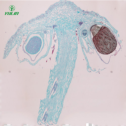 苔藓植物生物实验玻片