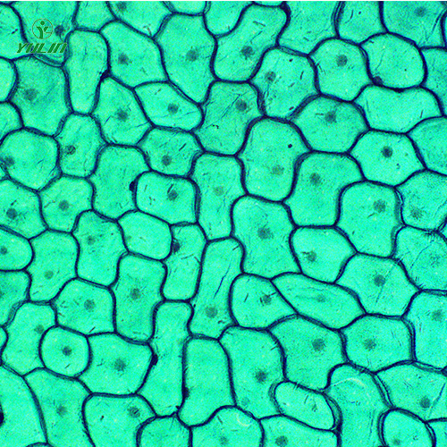 植物生物学细胞及组织生物玻片