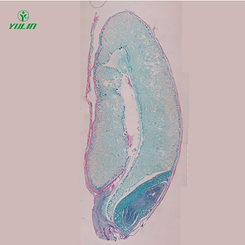 植物生物学种子类生物玻片