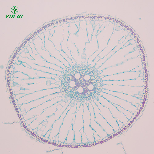 植物生物学根及根的变态生物玻片