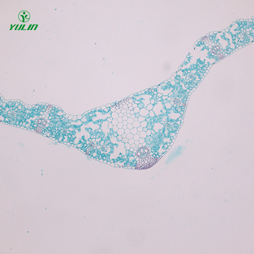 植物生物学叶及叶的变态生物玻片
