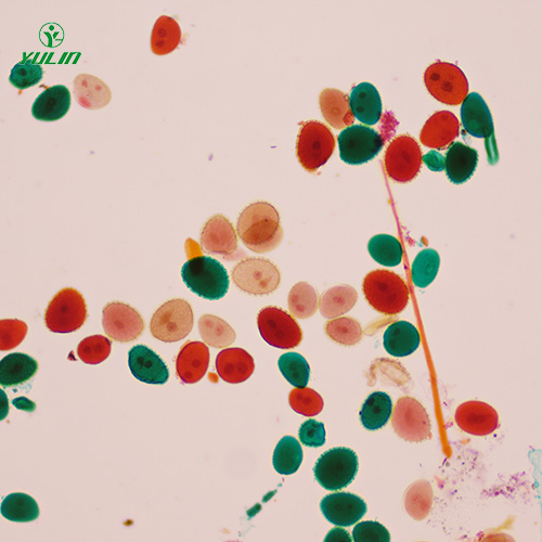 植物生物学花及花的生长生物玻片