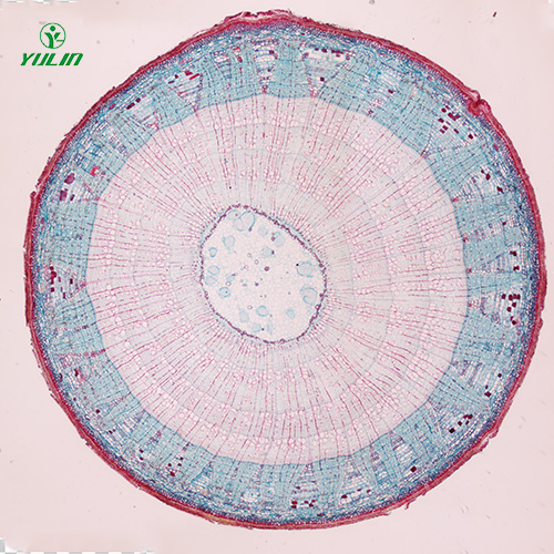 植物生物学茎及茎的变态生物玻片