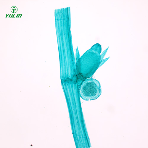 植物生物学藻类植物生物玻片
