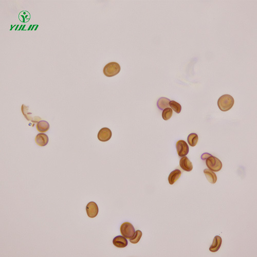 植物生物学菌类植物生物切片