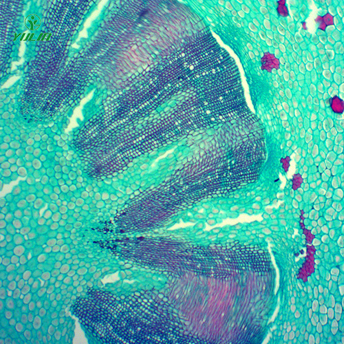 常见药用植物根及根茎生物玻片