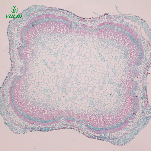植物茎木类横切生药横切