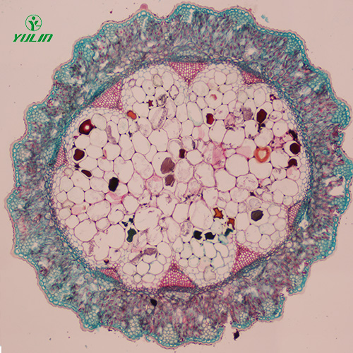常见中药茎木类生物玻片