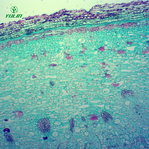 中药植物皮类显微实验玻片