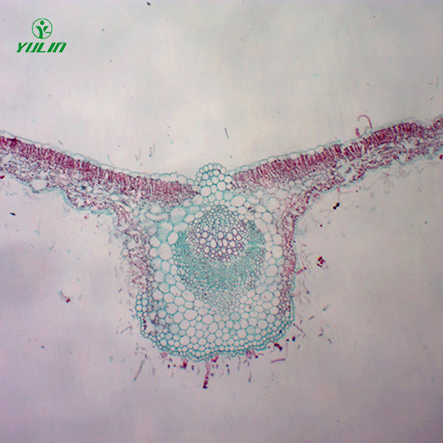中药植物叶类显微实验玻片