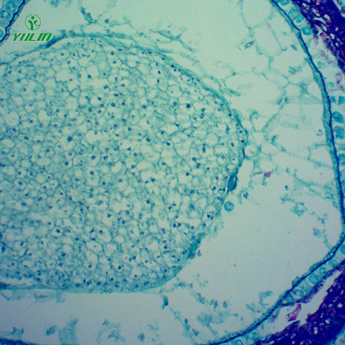 中药植物果实、种子类显微玻片