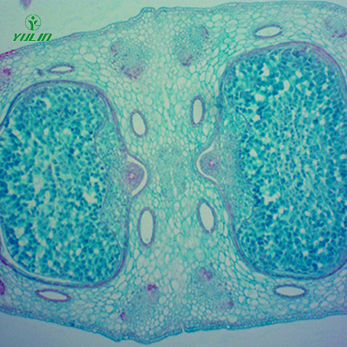 中药植物胚及果实类生物纤维玻片