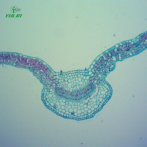 中药植物全草叶横切