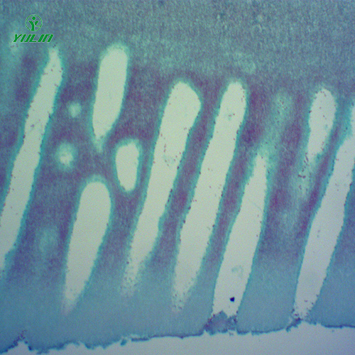 常见中药植物菌、藻类生物玻片