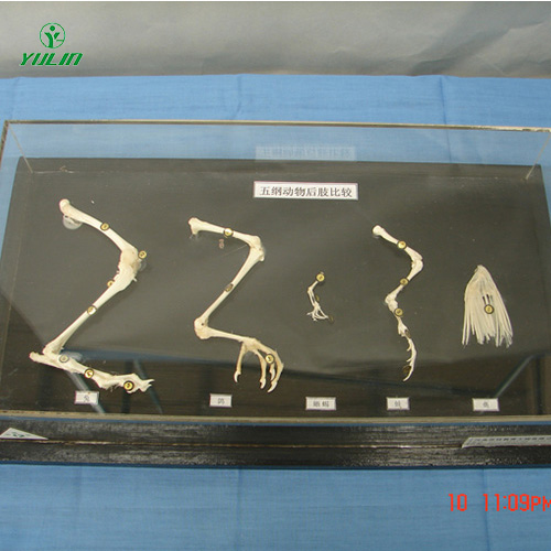 五纲动物后肢比较