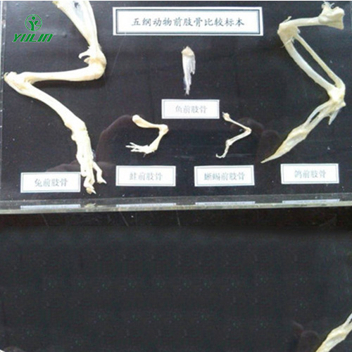 五纲动物前肢比较