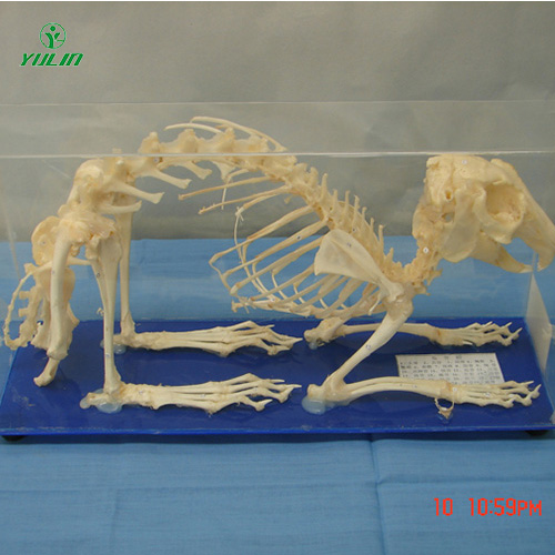 兔骨骼包埋标本