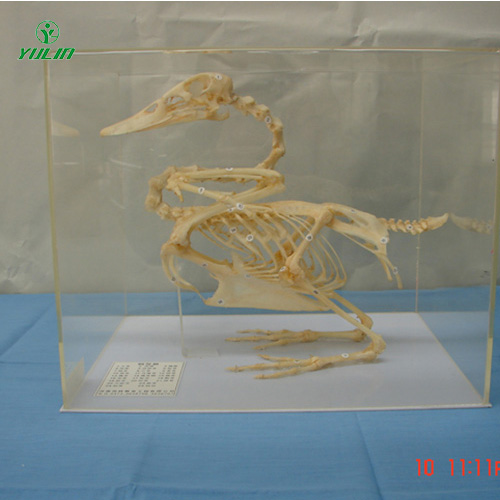 鸭骨骼包埋标本