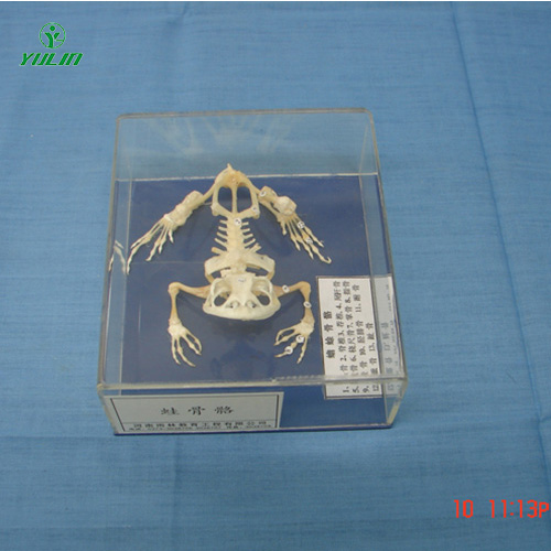 蛙骨骼包埋标本