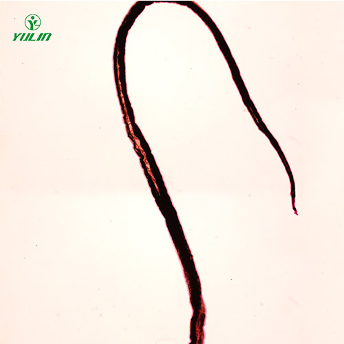 血吸虫雄虫装片