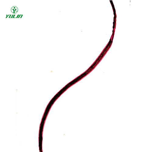 血吸虫雌虫装片