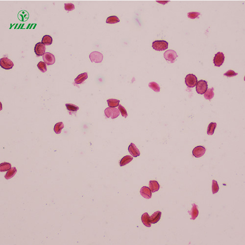 医学蠕虫线虫生物显微切片