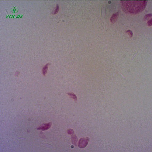 医学原虫孢子虫生物实验玻片