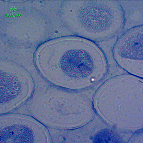 细胞及遗传学生物实验玻片标本