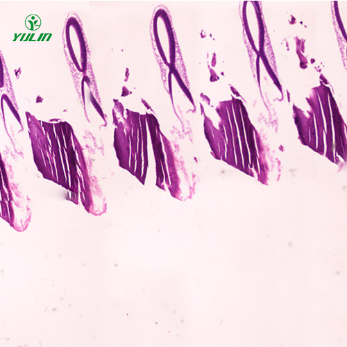 动物胚胎学生物显微切片